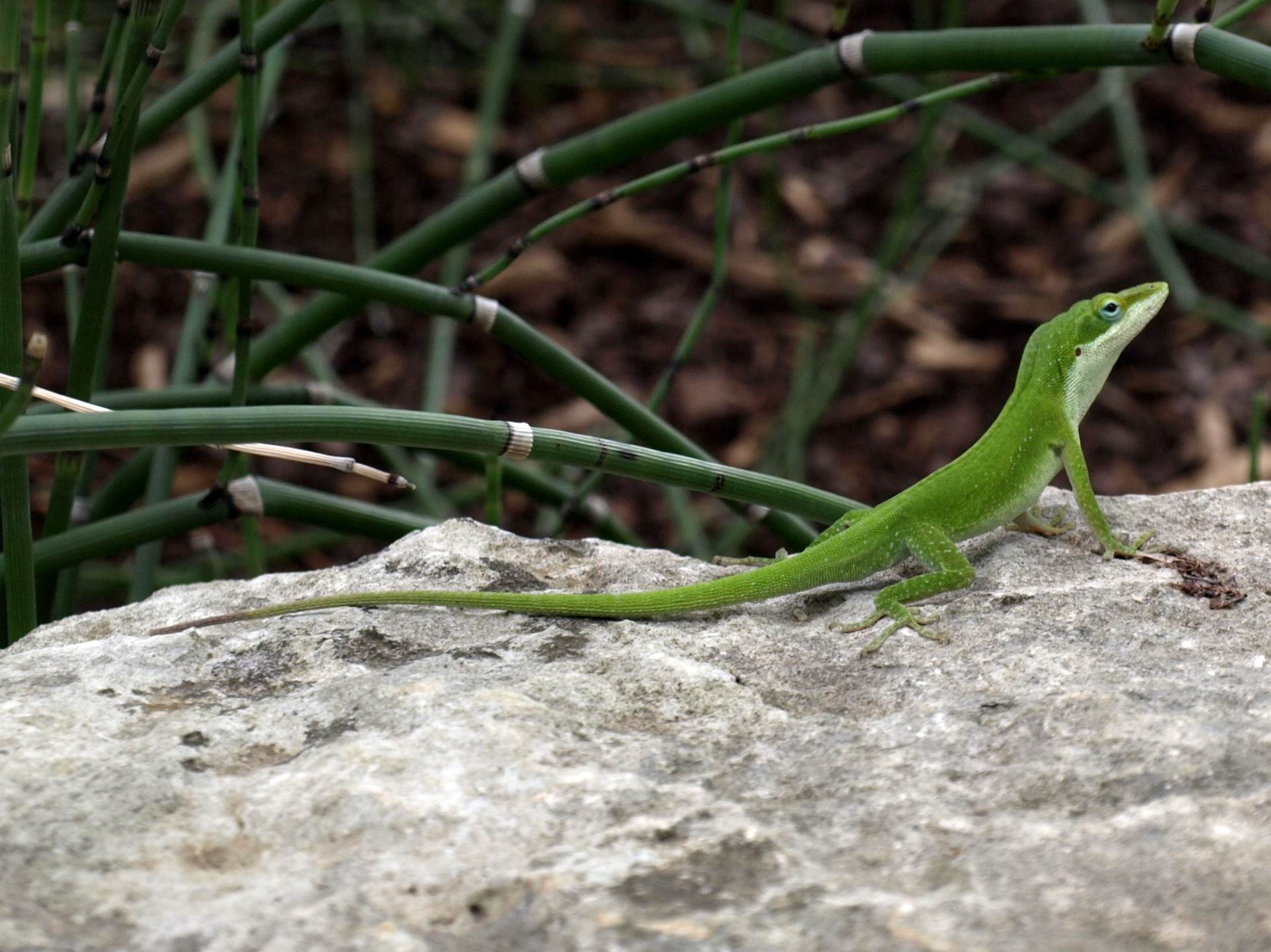 Little Dinosaur Cousin 2